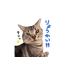 ねこのみおちゃん（個別スタンプ：2）
