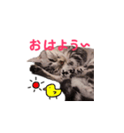 ねこのみおちゃん（個別スタンプ：5）