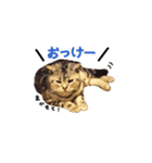 ねこのみおちゃん（個別スタンプ：10）