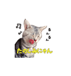ねこのみおちゃん（個別スタンプ：12）