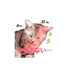 ねこのみおちゃん（個別スタンプ：13）