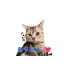 ねこのみおちゃん（個別スタンプ：14）