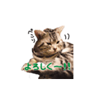 ねこのみおちゃん（個別スタンプ：15）