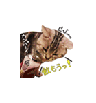 ねこのみおちゃん（個別スタンプ：16）