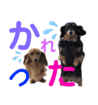 愛犬の日々 毎日スタンプ（個別スタンプ：14）