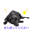 クロスとピット 3.5（個別スタンプ：26）