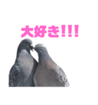 鳩ぽぽん！！（個別スタンプ：4）