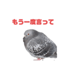 鳩ぽぽん！！（個別スタンプ：10）