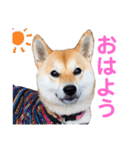 柴犬ライラ（個別スタンプ：1）