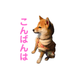 柴犬ライラ（個別スタンプ：2）