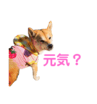 柴犬ライラ（個別スタンプ：3）