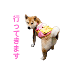 柴犬ライラ（個別スタンプ：4）