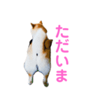 柴犬ライラ（個別スタンプ：5）