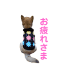 柴犬ライラ（個別スタンプ：6）