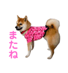 柴犬ライラ（個別スタンプ：7）