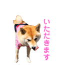 柴犬ライラ（個別スタンプ：8）
