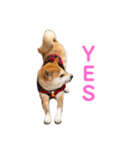 柴犬ライラ（個別スタンプ：9）