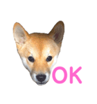 柴犬ライラ（個別スタンプ：10）