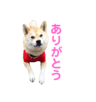 柴犬ライラ（個別スタンプ：12）