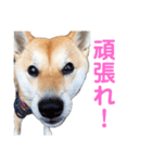 柴犬ライラ（個別スタンプ：13）