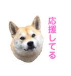 柴犬ライラ（個別スタンプ：14）