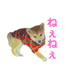 柴犬ライラ（個別スタンプ：16）