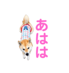 柴犬ライラ（個別スタンプ：17）