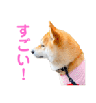 柴犬ライラ（個別スタンプ：18）