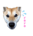 柴犬ライラ（個別スタンプ：19）