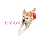 柴犬ライラ（個別スタンプ：20）