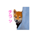 柴犬ライラ（個別スタンプ：21）