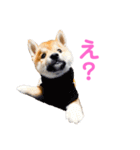 柴犬ライラ（個別スタンプ：22）