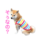 柴犬ライラ（個別スタンプ：23）