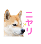 柴犬ライラ（個別スタンプ：24）
