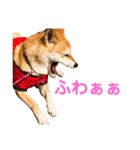 柴犬ライラ（個別スタンプ：25）