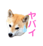 柴犬ライラ（個別スタンプ：26）