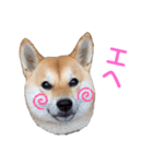 柴犬ライラ（個別スタンプ：27）