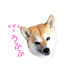 柴犬ライラ（個別スタンプ：28）
