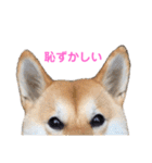柴犬ライラ（個別スタンプ：29）