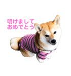 柴犬ライラ（個別スタンプ：30）