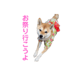 柴犬ライラ（個別スタンプ：31）