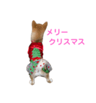 柴犬ライラ（個別スタンプ：32）
