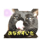 黒猫はーちゃんすたんぷ（個別スタンプ：5）