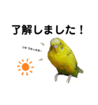 インコのリキちゃん(敬語ver.)（個別スタンプ：1）