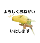 インコのリキちゃん(敬語ver.)（個別スタンプ：2）