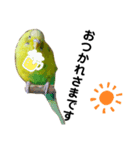 インコのリキちゃん(敬語ver.)（個別スタンプ：3）