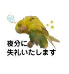 インコのリキちゃん(敬語ver.)（個別スタンプ：5）