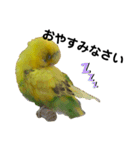 インコのリキちゃん(敬語ver.)（個別スタンプ：6）