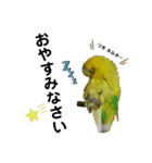 インコのリキちゃん(敬語ver.)（個別スタンプ：7）