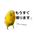 インコのリキちゃん(敬語ver.)（個別スタンプ：11）